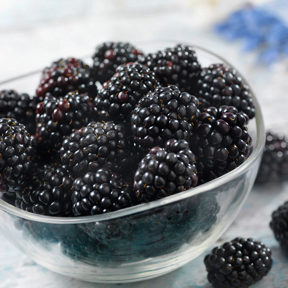 Black Satin Thornless Blackberry 7 Black Satin Thornless Blackberry - Image 5