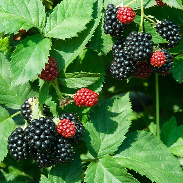 Black Satin Thornless Blackberry 3 Black Satin Thornless Blackberry