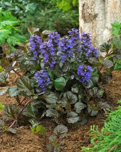 Black Scallop Ajuga Plant 4 Black Scallop Ajuga Plant - Image 2