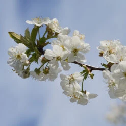 Dwarf Black Tartarian Cherry Tree -Brighter Blooms Black Tartarian Cherry Tree