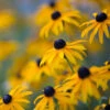 Goldsturm Black-Eyed Susan -Brighter Blooms Black eyed susan BB 600x600 d2bc4e13 0416 4631 a73c f7fdb30ea416