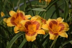 Blackeyed Stella Daylily -Brighter Blooms Blackeyed Stella Daylily 400 2