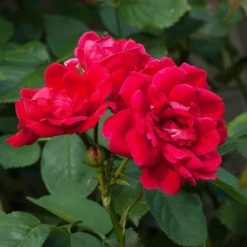 Blaze Improved Climbing Rose -Brighter Blooms Blaze Improved Rose 1 BB