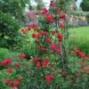Blaze Improved Climbing Rose 2 Blaze Improved Climbing Rose -Brighter Blooms Blaze Improved Rose BB 600x600 7b2c3f77 53e0 4fbd a8ca 348975bfdde3