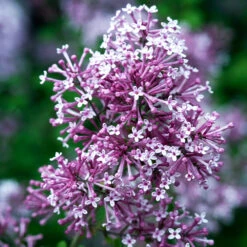 Bloomerang Purple Lilac Tree 8 Bloomerang Purple Lilac Tree -Brighter Blooms Bloomerang Lilac Shrub 4 BB 52479a65 b9ec 42da bf90 46a44dee596f