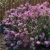 Bloomerang® Purple Reblooming Lilac Shrub -Brighter Blooms Bloomerang Lilac Shrub BB 600x600 1c99c1a7 44b0 4e9c 8820 7417ab6414a0