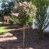 Bloomerang Purple Lilac Tree 1 Bloomerang Purple Lilac Tree -Brighter Blooms Bloomerang Lilac Tree BB 600x600 8ac9e5eb 7129 42bc 9ff3 2c46c8589eaa