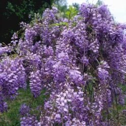 Blue Moon Wisteria Vine -Brighter Blooms Blue Moon Wisteris 1