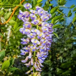 Blue Moon Wisteria Vine -Brighter Blooms Blue Moon Wisteris 2
