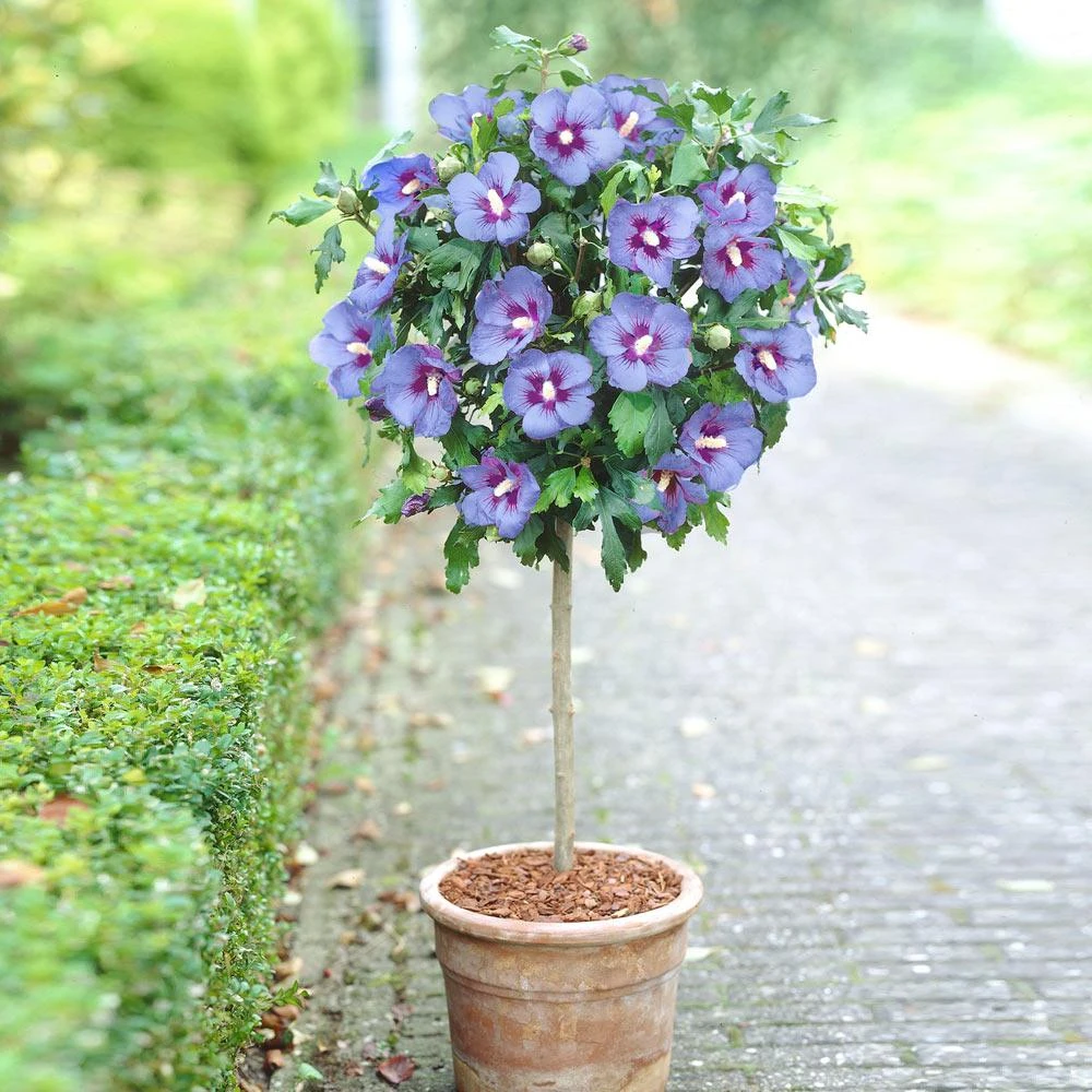 Azurri Blue Satin® Rose Of Sharon Althea Tree 4 Azurri Blue Satin® Rose Of Sharon Althea Tree - Image 2