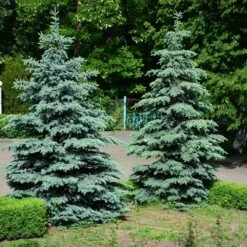 Blue Wonder Spruce Tree -Brighter Blooms Blue Wonder Spruce 2