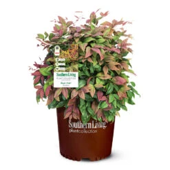 Blush Pink™ Nandina Shrub -Brighter Blooms Blush Pink Nandina 6