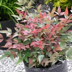 Blush Pink™ Nandina Shrub -Brighter Blooms Blush Pink Nandina BB 4