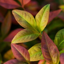 Blush Pink™ Nandina Shrub -Brighter Blooms Blush Pink Nandina BB 6