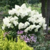 Bobo® Hydrangea Shrub -Brighter Blooms Bobo Hyrangea BB 600x600 636218c8 5c4e 46db a0a7 977f900c3514