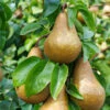 Bosc Pear Tree -Brighter Blooms Bosc pears 600x600 BB