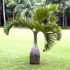 Bottle Palm Tree -Brighter Blooms Bottle Palm 1
