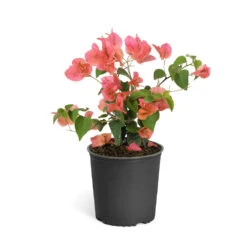 Sundown Orange Bougainvillea -Brighter Blooms Bougainvillea Sundown 6qt 90260a3d ed7a 4c91 bf47 708579dde6ad