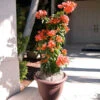 Sundown Orange Bougainvillea -Brighter Blooms Bougainvillea Sundown BB 600x600 742c2a64 0469 4905 a578 b9fda646a118