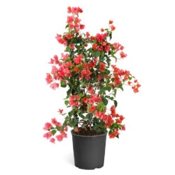 Sundown Orange Bougainvillea -Brighter Blooms Bougainvillea Sundown TR