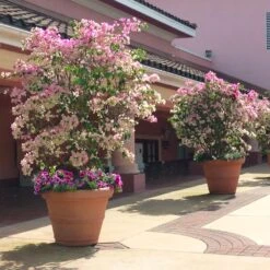 Imperial Thai Delight Bougainvillea -Brighter Blooms Bougainvillea Thai 2