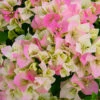 Imperial Thai Delight Bougainvillea -Brighter Blooms Bougainvillea Thai BB 600x600 cc15c640 0b9c 481c bc25 e8ac281cc2e8