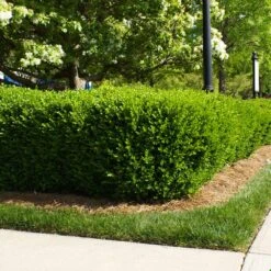 Titan Boxwood Shrub 10 Titan Boxwood Shrub -Brighter Blooms Boxwood Titan 5 BB