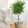 Benjamina Ficus Tree 1 Benjamina Ficus Tree -Brighter Blooms Braided Benjamina ficus BB 600x600 ec66e111 7d98 4518 9965 134a9762679c