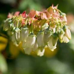 Brightwell Blueberry Bush -Brighter Blooms Brightwell Blueberry 3