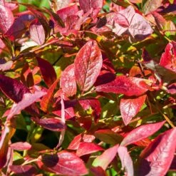 Brightwell Blueberry Bush -Brighter Blooms Brightwell Blueberry 6