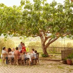 Brown Turkey Fig -Brighter Blooms Brown Turkey Fig 1