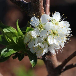 Bubblegum 'Toka' Plum Tree 10 Bubblegum 'Toka' Plum Tree -Brighter Blooms Bubblegum Toka Plum 4