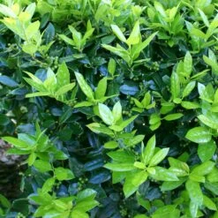 Dwarf Burford Holly Shrub -Brighter Blooms Burford holly 4 BB
