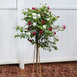 Burgundy Iceberg And Iceberg Two-fer® Rose Tree -Brighter Blooms Burgandy Iceburg ROse Tree 4