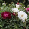 Burgundy Iceberg And Iceberg Two-fer® Rose Tree -Brighter Blooms Burgandy Iceburg ROse Tree BB 600x600 7fbf78b6 1c8a 4df9 b52e 0264dbb85dd3