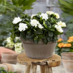 Buttons Gardenia Shrub -Brighter Blooms Buttons Gardenia 2 BB