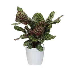 Calathea Medallion 10 Calathea Medallion -Brighter Blooms CAL MAK.6 whitedelilah e1510680 f4dc 44cd 84db 6b0c93731204