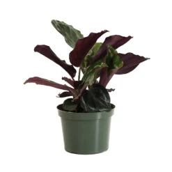 Calathea Medallion 11 Calathea Medallion -Brighter Blooms CAL MED
