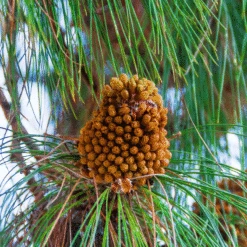 Canary Island Pine Tree 7 Canary Island Pine Tree -Brighter Blooms CANARY ISLAND PINE 800 D1