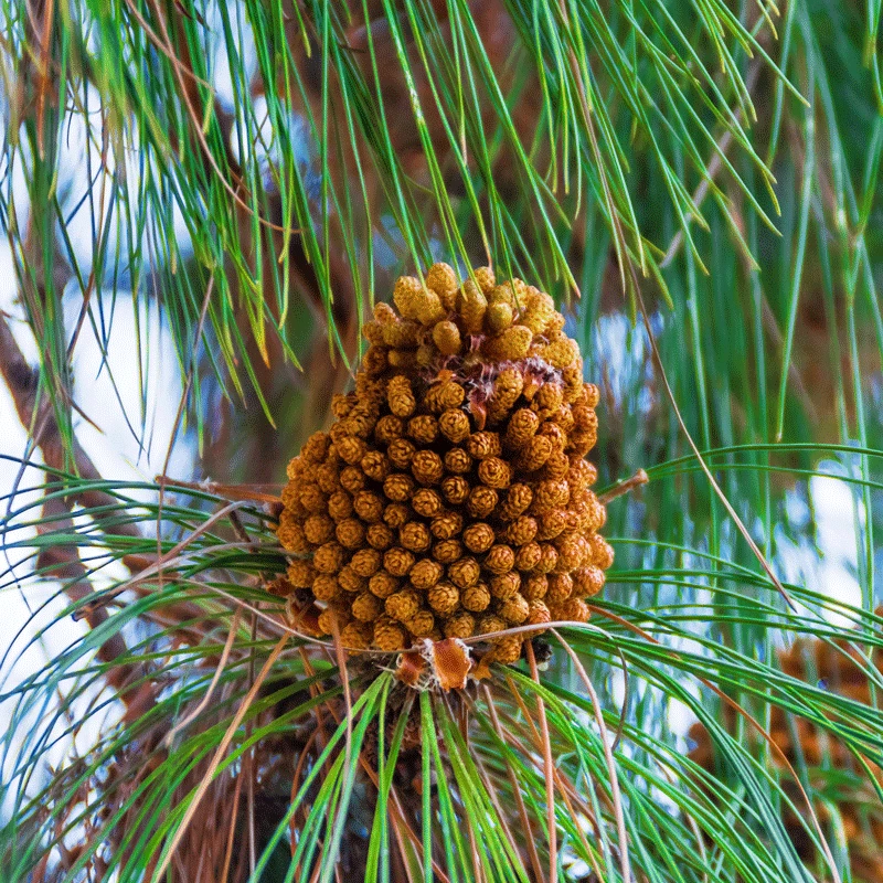Canary Island Pine Tree 5 Canary Island Pine Tree - Image 3