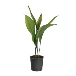 Cast Iron Plant 19 Cast Iron Plant -Brighter Blooms CAS PLA1 standard pot