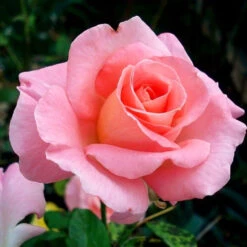 Cherish Rose Tree 7 Cherish Rose Tree -Brighter Blooms CHerish Rose Tree 3BB