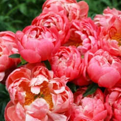 Coral Charm Peony -Brighter Blooms COral Charm Peony 4