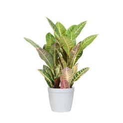 Croton Plant -Brighter Blooms CRO PEN1 delilah white