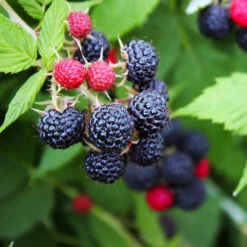 Black Raspberry Bush -Brighter Blooms CUmberland Black RAspberry 3 BB
