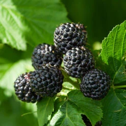 Black Raspberry Bush -Brighter Blooms CUmberland Black RAspberry 6 BB