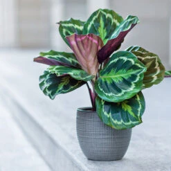 Calathea Medallion 9 Calathea Medallion -Brighter Blooms Calathea Medalion 2