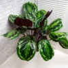 Calathea Medallion 1 Calathea Medallion -Brighter Blooms Calathea Medalion FGT 600x600 b8d0c7f5 1ec6 4c05 b531 f2cc3e97158f