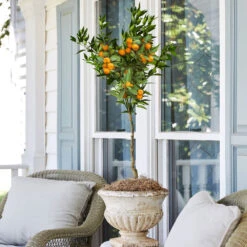 California Honey Mandarin Tree -Brighter Blooms California Mandarin 2 BB