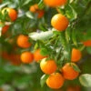 California Honey Mandarin Tree -Brighter Blooms California Mandarin BB 600x600 3fe4a7a7 1eba 47ba 9baf d1ac81395d54